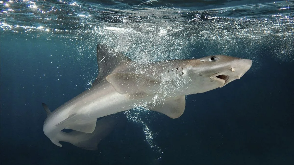 Tiburón nadando en aguas oceánicas argentinas con fondo marino azul